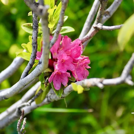 Appartementhaus Elmo Viehhauser Kg 4*