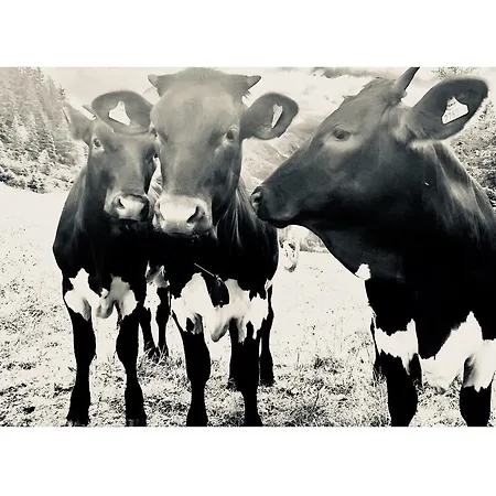 Appartementhaus Elmo Viehhauser Kg Gasthof